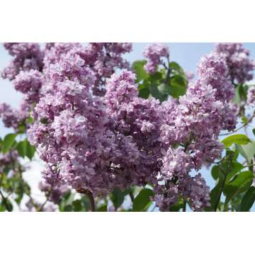 Syringa vulgaris'Paul Deschanel'
