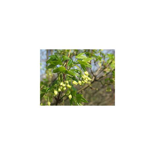 Acer montpessulanum