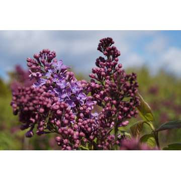 Syringa vulgaris'Ruhm van Horstenstein'
