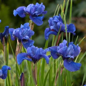 Iris sibirica'Cote d'Azur'