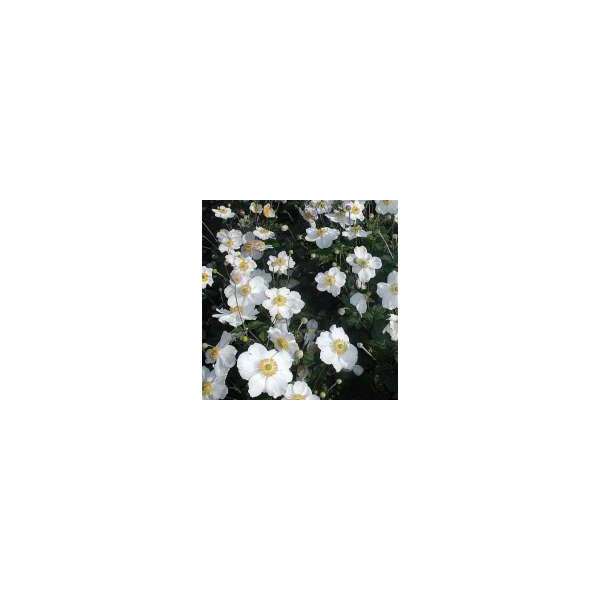 Anemone blanda'White Splendour'