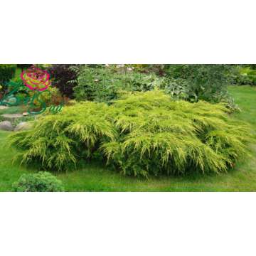 Juniperus pfitzeriana'Gold Coast'