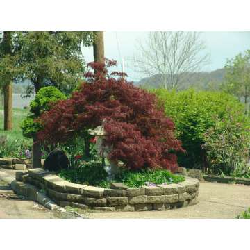 Acer palmatum'Tamukeyama'