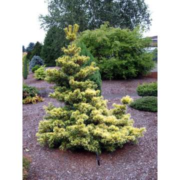 Pinus parviflora'Goldilocks'