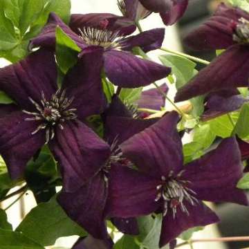 Clematis viticella'Dark Eyes'