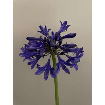 Agapanthus'Starry Night'
