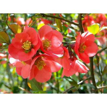 Chaenomelis superba'Texas Trail'