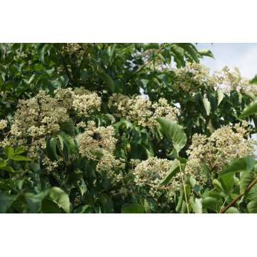 Tetradium daniellii'Hupehensis'