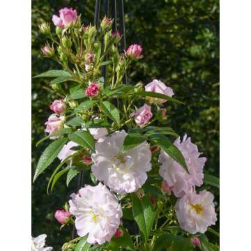 Rosa'Romantik Siluetta'