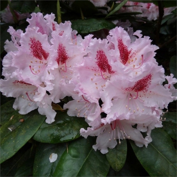 Rhododendron'Le Progres'