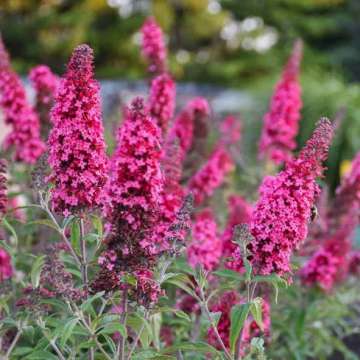 Buddleja davidii'Butterfly Candy Little Cerise'