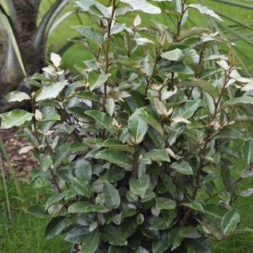 Elaeagnus ebbingei'Compacta'
