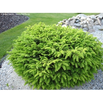 Picea abies'Nidiformis'