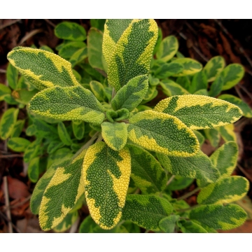 Salvia officinalis'Iceterina'