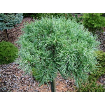 Pinus strobus'Tiny Kurls'