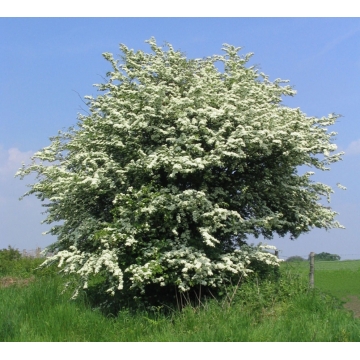 Crataegus monogyna