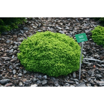 Picea abies'Little Gem'