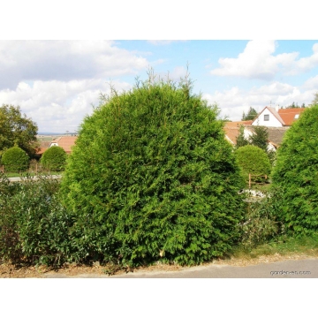 Thuja occidentalis'Globosa'