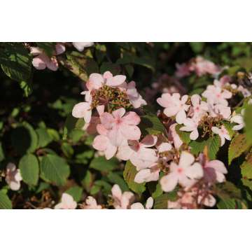 Viburnum plicatum'Pink Beauty'