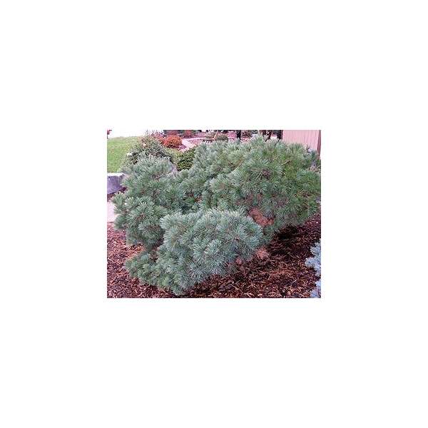 Pinus strobus'Blue Shag'