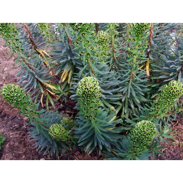 Euphorbia characias'Black Pearl'