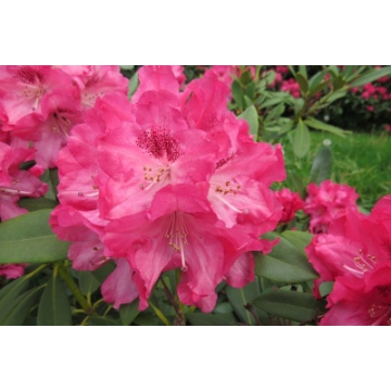 Rhododendron'Sneezy'