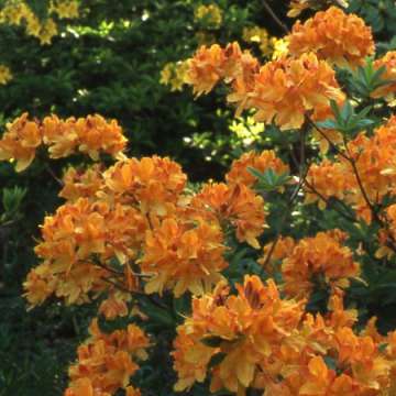 Azalea knaphill'Hortulanus H.Witte'