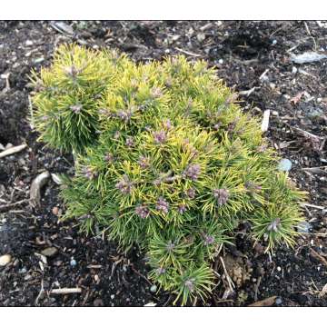 Pinus sylvestris'Yellow Wola'