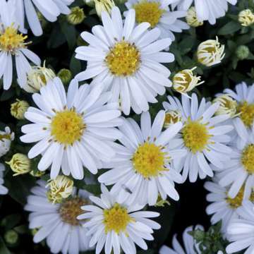 Aster dumosus'Niobe'