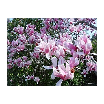 magnolia soulangeana'Alexandrina'