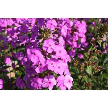 Phlox maculata'Rosalinde'