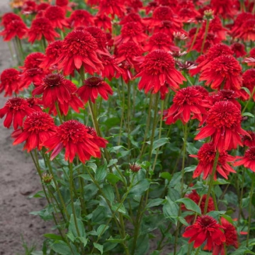 Echinacea purpurea'Eccentric'