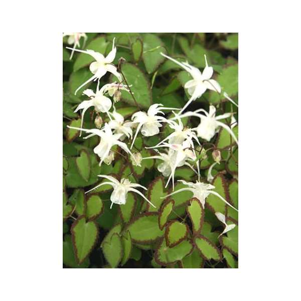 Epimedium'Alabaster'