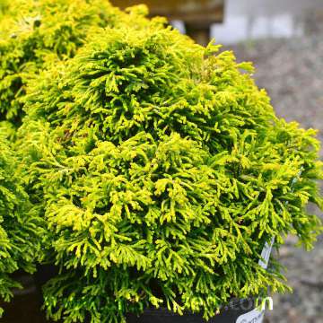 Chamaecyparis obtusa'Butterball'