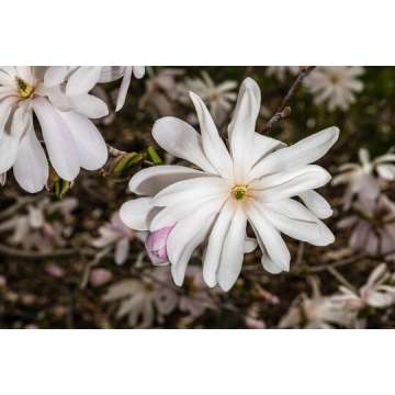 Mgnolia stellata'Waterlilly'