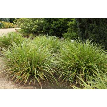 Carex morrowii'Mosten'