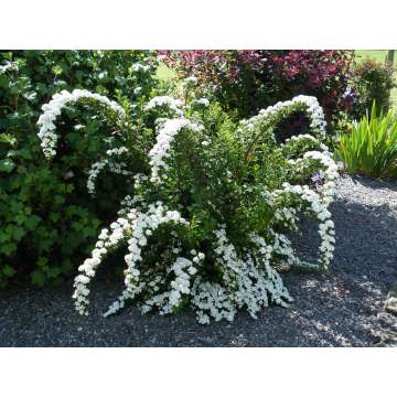 Spiraea nipponica'Snowmount'