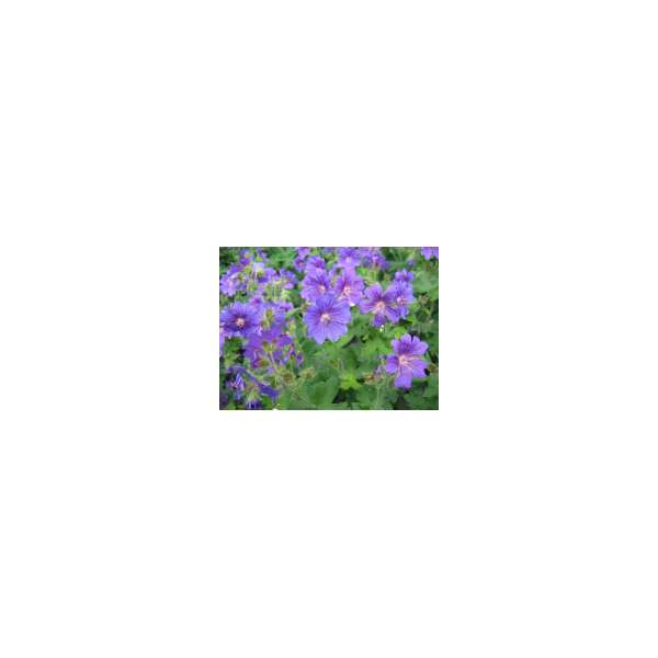 Geranium'Johnson's Blue'