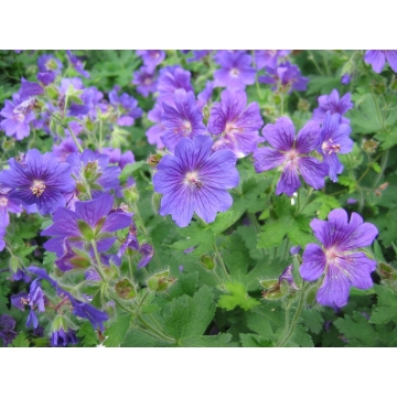 Geranium'Johnson's Blue'