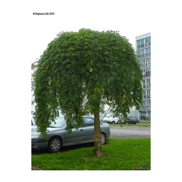 Sophora japonica'Pendula'