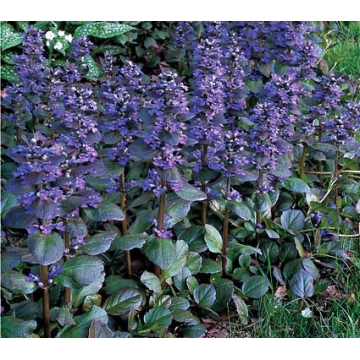 Ajuga reptans'Catlin's Giant'