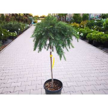 Cedrus deodara'Feelin' Blue'