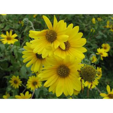 Helianthus mollis