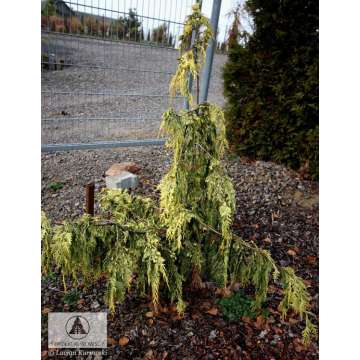 Chamaecyparis nootkatensis'Boyko's Sundown'