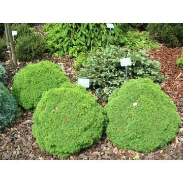 Picea alba'Alberta Globe'