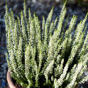 Calluna vulgaris'Helena'