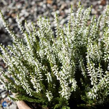 Calluna vulgaris'Madonna'