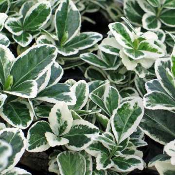 Euonymus japonicus'Kathy'