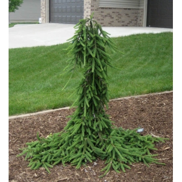 Picea abies'Frohburg'