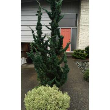 Chamaecyparis lawsoniana'Wissel's Saguaro'